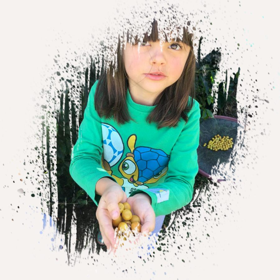 Niña sosteniendo cerezas de café